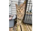 Adopt Hazel a Brown Tabby Domestic Shorthair / Mixed (medium coat) cat in