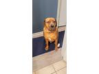 Adopt Duke a Red/Golden/Orange/Chestnut Rottweiler / Boxer dog in Jackson