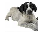 Adopt Cailin a Black Pointer / Great Pyrenees / Mixed dog in Kaufman
