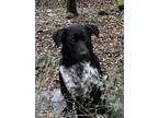 Adopt Spot a Black - with White Australian Cattle Dog / Mixed dog in Chico
