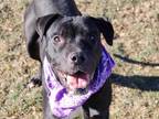 Adopt TUCKER a Black American Pit Bull Terrier / Shar Pei / Mixed dog in Clinton
