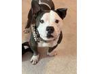Adopt Bubba a White - with Gray or Silver American Staffordshire Terrier /
