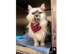 Adopt Oscar a White Domestic Longhair / Domestic Shorthair / Mixed cat in