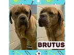 Adopt BRUTUS a Tan/Yellow/Fawn Mastiff / Mixed dog in Akron, OH (37086168)
