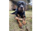 Adopt Ban a Black Rottweiler / Mixed dog in Denver, CO (37085911)