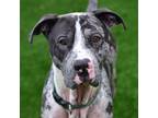 Adopt Cliff a Gray/Silver/Salt & Pepper - with Black Great Dane / American Pit