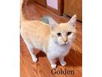 Golden Domestic Shorthair Kitten Female