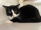 Morgan Domestic Shorthair Young Male