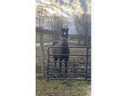 2006 Tennessee Walker Mare