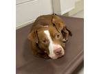 Adopt Benita A2 AVAILABLE a Pit Bull Terrier