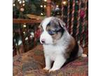 Miniature Australian Shepherd Puppy for sale in Eugene, OR, USA