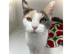 Adopt Tomasina a Dilute Calico, Domestic Short Hair