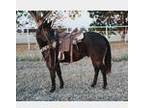  [url removed]-ONCE IN A LIFETIME GELDING