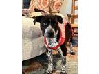 Adopt phil a German Shorthaired Pointer