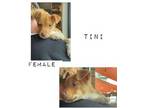 Adopt Tito Martini a Australian Shepherd, Pit Bull Terrier