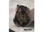 Adopt Harriet a Domestic Long Hair