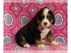 Bernese Mountain Dog PUPPY FOR SALE ADN-539009 - Bernese mountain dog AKC