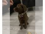 German Shepherd Dog-Goldendoodle Mix PUPPY FOR SALE ADN-538861 - 4 beautiful