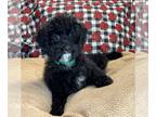 Poodle (Miniature) PUPPY FOR SALE ADN-538922 - Kane Miniature Poodle