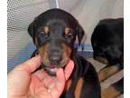 Doberman Pinscher PUPPY FOR SALE ADN-539416 - Doberman puppy