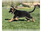 German Shepherd Dog PUPPY FOR SALE ADN-538945 - AKC German Shepherd Puppies
