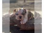 Bulldog PUPPY FOR SALE ADN-538944 - English Bulldog Puppies