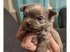 Chihuahua PUPPY FOR SALE ADN-539386 - AKC Longhaired Chihuahua Blue