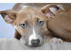 Adopt LATTE a Tan/Yellow/Fawn - with White Bull Terrier / Australian Cattle Dog