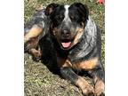 Adopt Juju a Australian Cattle Dog / Mixed dog in Taylor, MI (37099662)