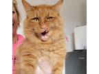 Adopt Tommy a Orange or Red Domestic Mediumhair / Mixed cat in Rock Falls