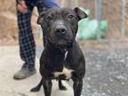 Adopt Meredith a Black - with White American Staffordshire Terrier / Mixed dog