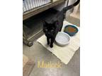 Adopt Matlock a All Black Domestic Shorthair / Domestic Shorthair / Mixed cat in