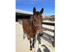 Adopt Enriqhay a Quarterhorse / Mixed horse in Houston, TX (37097668)