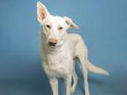 Adopt OLAF a White German Shepherd Dog / Mixed dog in Phoenix, AZ (37103969)