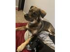 Adopt Roxy a Black - with Tan, Yellow or Fawn German Shepherd Dog dog in