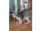 Adopt Mouse a Brown Tabby American Shorthair / Mixed (short coat) cat in