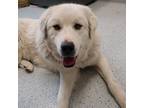 Adopt Lacey a Anatolian Shepherd dog in Yankton, SD (37103095)