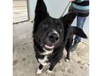 Adopt Bruno a Black Shepherd (Unknown Type) / Border Collie / Mixed dog in