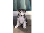 Adopt Lottie Dottie a Husky / Australian Shepherd dog in Vail, AZ (37097524)