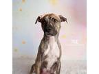 Adopt True a Brindle - with White Plott Hound dog in Littleton, CO (37099457)