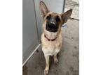 Adopt Blossom a Tan/Yellow/Fawn German Shepherd Dog / Mixed dog in Ottumwa