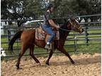 Adopt Juliet a Arabian / Mixed horse in Houston, TX (37093717)