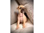 Adopt Gianna a Pug / Schnauzer (Standard) / Mixed dog in Gardena, CA (37101373)