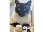 Adopt Flynn a Siamese / Mixed (short coat) cat in Duncan, OK (37101199)