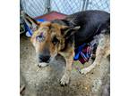 Adopt Beulah a German Shepherd Dog / Mixed dog in Warren, MI (37101123)