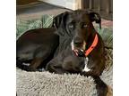 Adopt Kendra a Black - with White Great Dane / Mixed dog in Mead, CO (37100633)