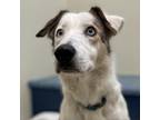 Adopt Pancake a Tan/Yellow/Fawn - with Black Border Collie / Mixed dog in