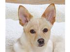 Adopt Hayden a Jindo / Mixed dog in San Ramon, CA (37100756)
