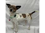 Adopt MARVEL a White - with Tan, Yellow or Fawn Jack Russell Terrier / Mixed dog