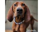 Adopt Mirabelle a Redbone Coonhound / Mixed dog in El Dorado, AR (37100247)